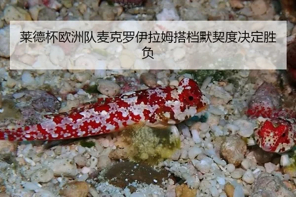 lai-de-bei-ou-zhou-dui-mai-ke-luo-yi-la-mu-da-dang-mo-qi-du-jue-ding-sheng-fu-2-990.jpg